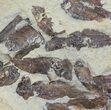 Fossil Fish (Gosiutichthys) Mortality Plate - Lake Gosiute #63964-2